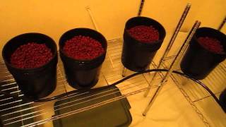 Veg Room Build w/Medicropper genetics