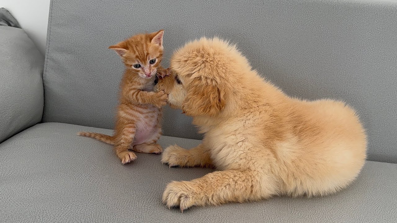 It's so cute! A golden retriever puppy has made a kitten its best friend.
