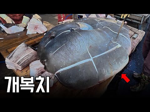 (충격주의) 실험시간 5시간 ㄷㄷ 개복치는 왜 머리만 있을까..?