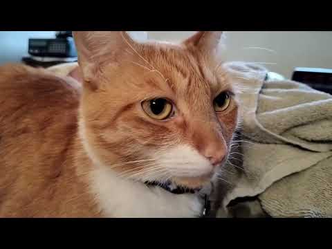 Oskarcat