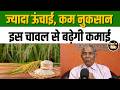 बासमती से भी लंबा लेकिन नहीं गिरता! जानिए बिंदली चावल की खासियत  #basmatirice #ricefarming