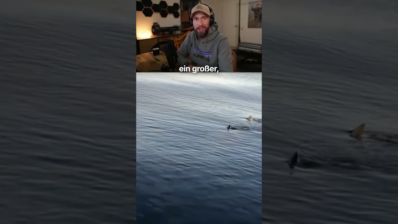 Ich wäre sofort reingesprungen 🦈