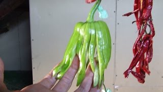 Лучший способ завязать перец на ниточке для сушки. Лучший способ завязать перец на ниточке для сушки.