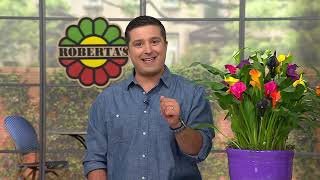 Roberta's 5pc Long Blooming Calla Lillies Live Bulbs W/ Sample Food on QVC