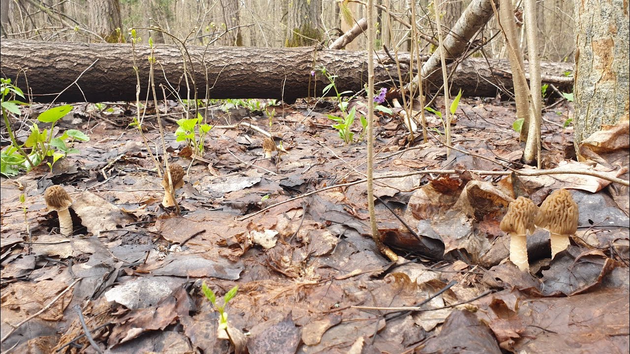 СМОРЧКОВЫЕ ШАПКИ НЕВИДИМКИ ! Грибы 2021