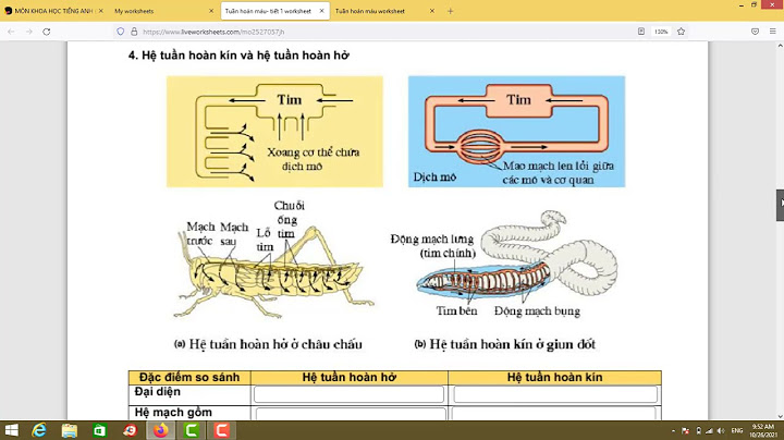 So sánh hệ tuần hoàn kín và hở sinh 11 năm 2024