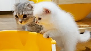 A cute kitten who is worried about what happens to the toilet