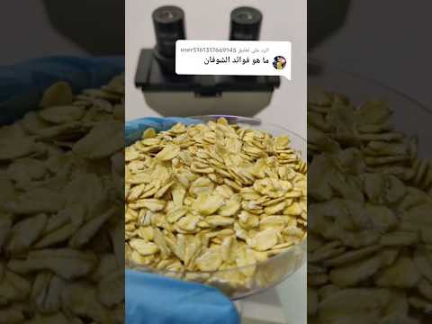 شوفان تحت الميكروسكوب شوفان  الشوفان