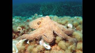 Octopus