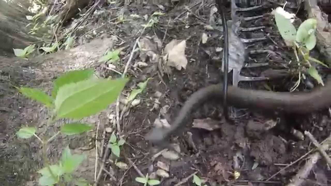 water moccasin vs cottonmouth Cottonmouth