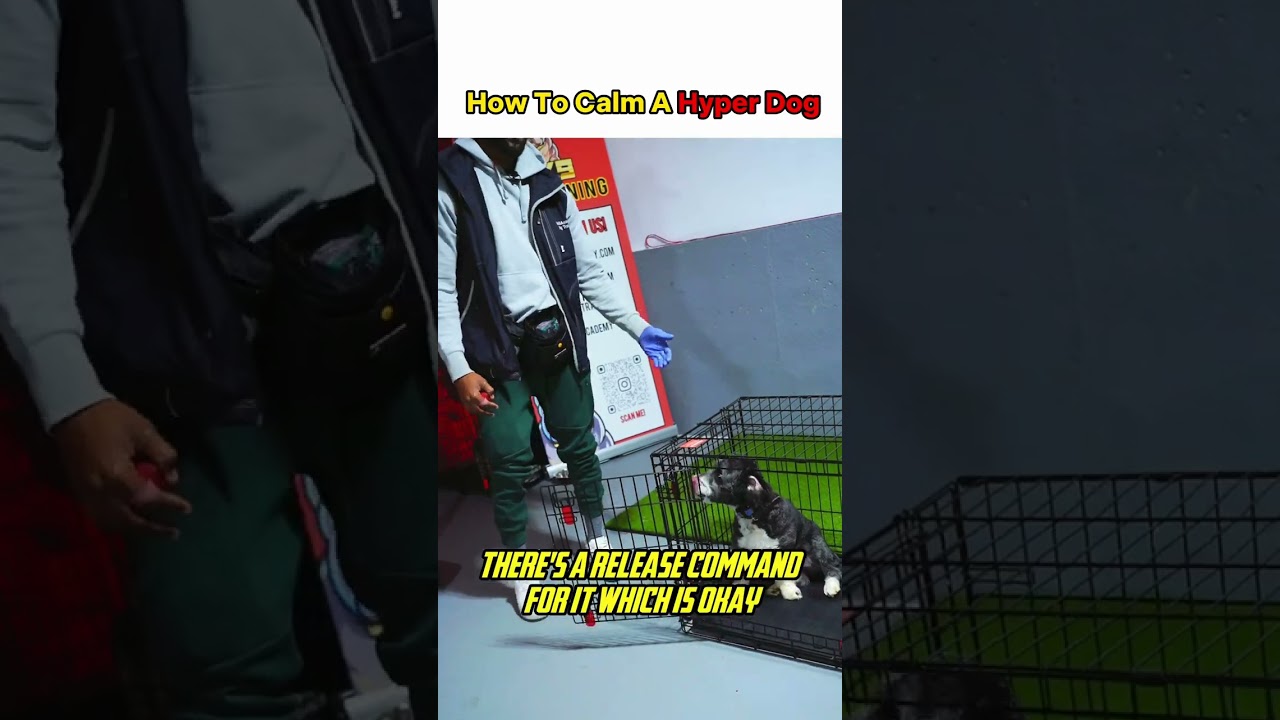 HOW TO CALM A HYPER DOG