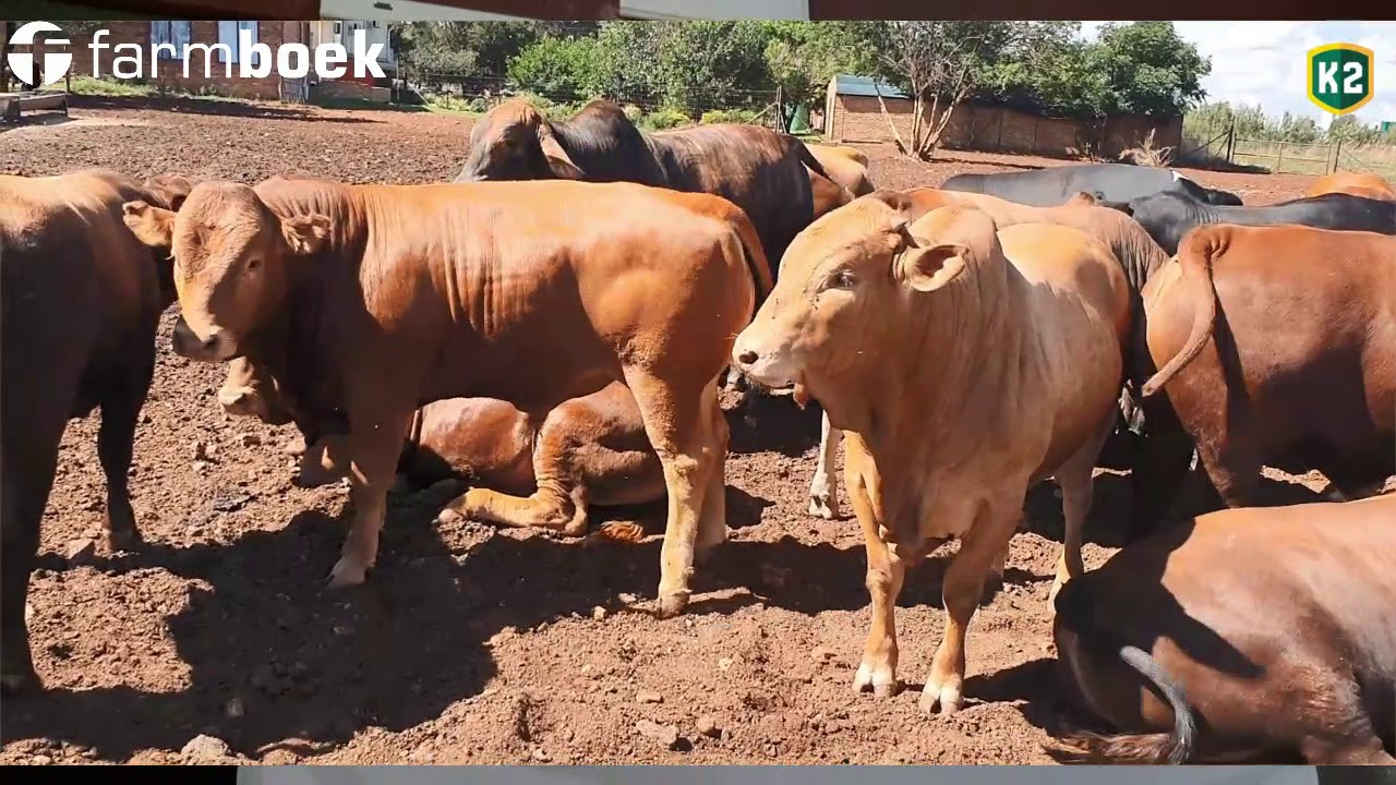 Drukbeweiding: Speenkalwers onder  besproeiing met K2 tydens die Voermol Drukbeweiding-dag.