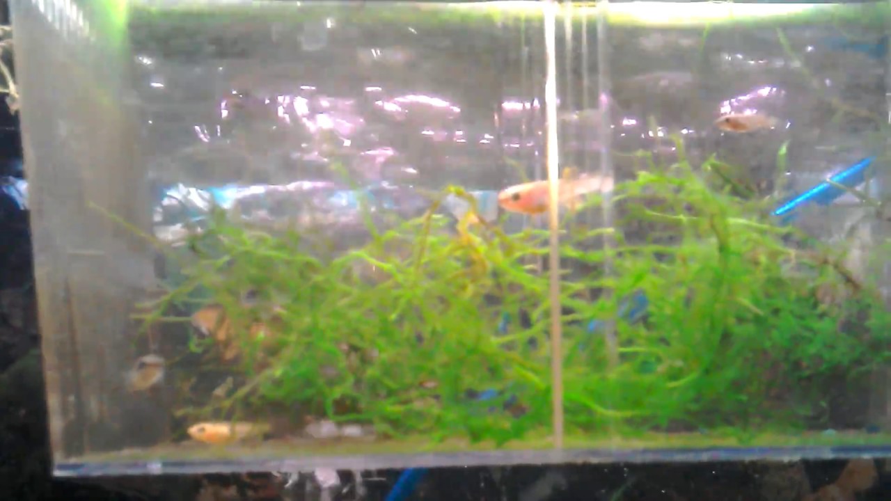 Breeding pair of killifish fundulapanchax nigerianus innidere and fry about 2 month old.