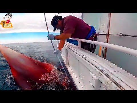 วีดีโอ: แซลมอนทะเลดำ. ที่อยู่อาศัย ตกปลา ตกปลา