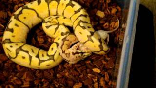 killer bee ball python feeding video