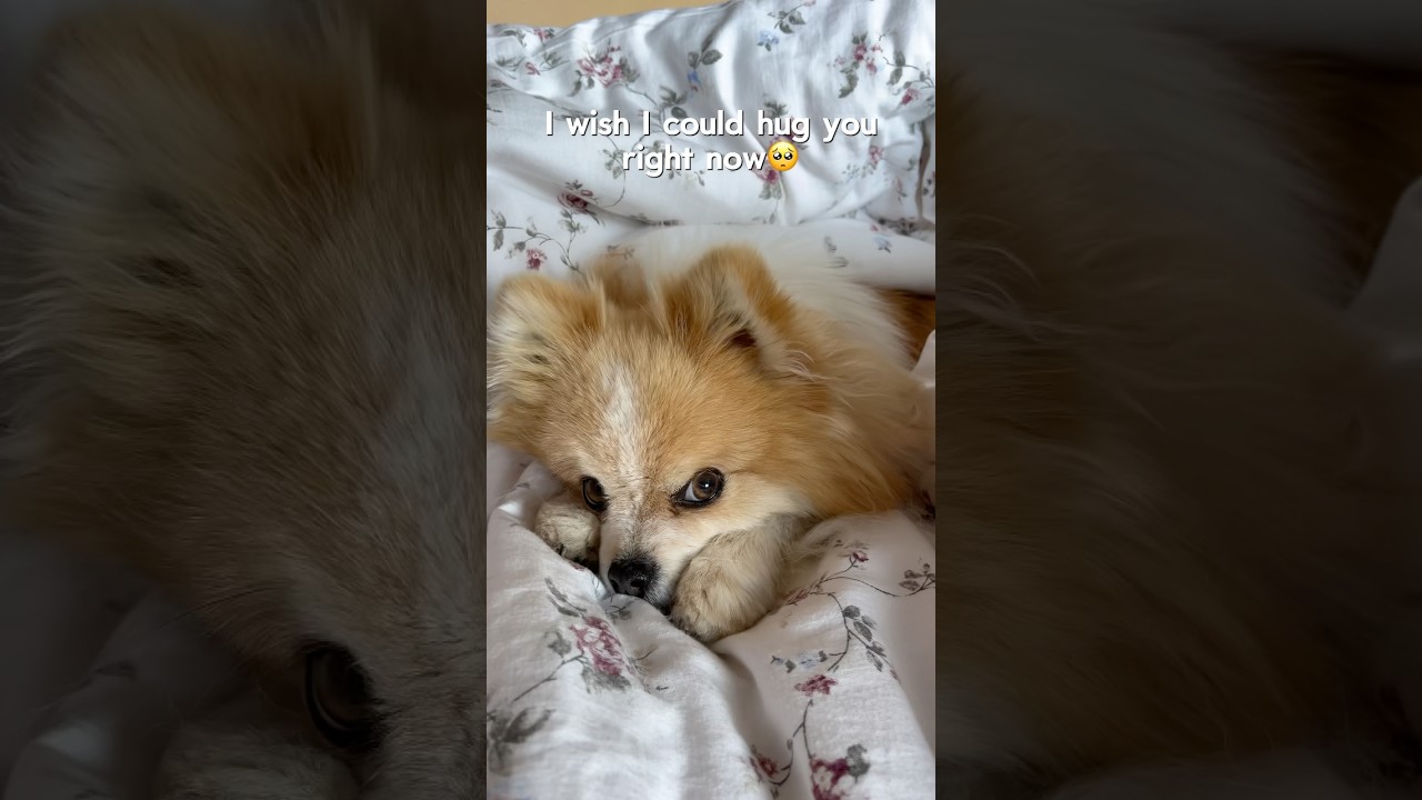 Puppy hugs🐶❤️ 