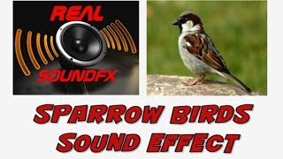 Sparrow birds chirp sound effect - realsoundFX
