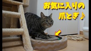 お気に入りの爪とぎに夢中なコテが可愛い♪【すずとコテツ】