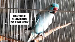 Cantos e chamados do Ring neck by Carlos Augusto criações 449 views 3 months ago 33 minutes