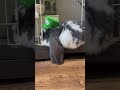 お耳が長くて可愛いフレンチロップ