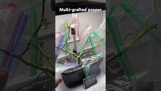 Multi-Grafted Pepper - Frankenpepper Plant