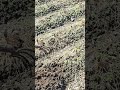 cleaning corn stalks after harvest with a hoe#shortvideo