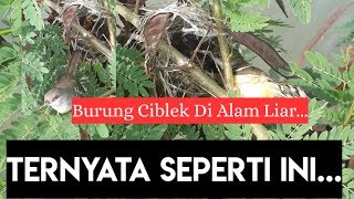 Cara burung ciblek loloh anaknya di alam liar 01-Jalur Youtubers