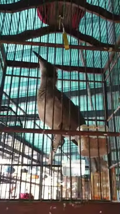 Burung Koak kaok Lombok gacor(1)