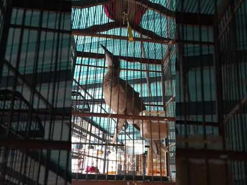 Suara Pemanggil Burung Kowak/Koak | Bird Caller