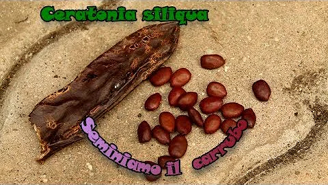 Quando si piantano le carrube?
