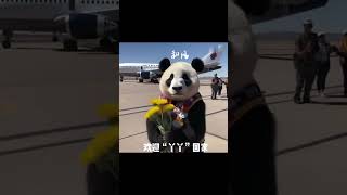 Welcome Home Yaya yaya The panda Arrived At Shanghai Pudong Airport At 1630pm So Exciting