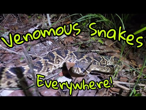 Venomous snakes everywhere!