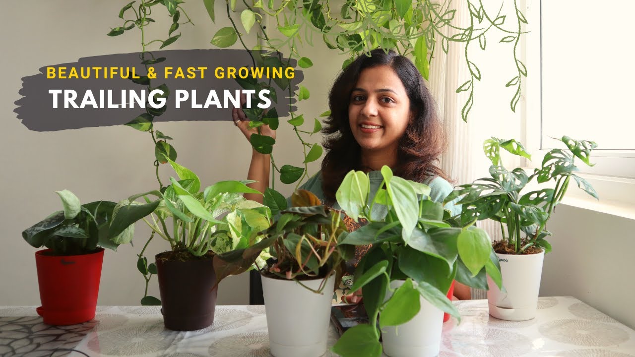 6 Beautiful Trailing Plants to Add to Your Collection Hanging Plants