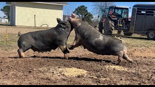 FIGHTING PIGS, This happens every time! | Raising Pigs On Pasture