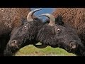 Moment of impact part 1  hunters  herds full documentary