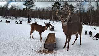 Birdwatching Buck by Brownville's Food Pantry For Deer 46,185 views 1 year ago 30 seconds
