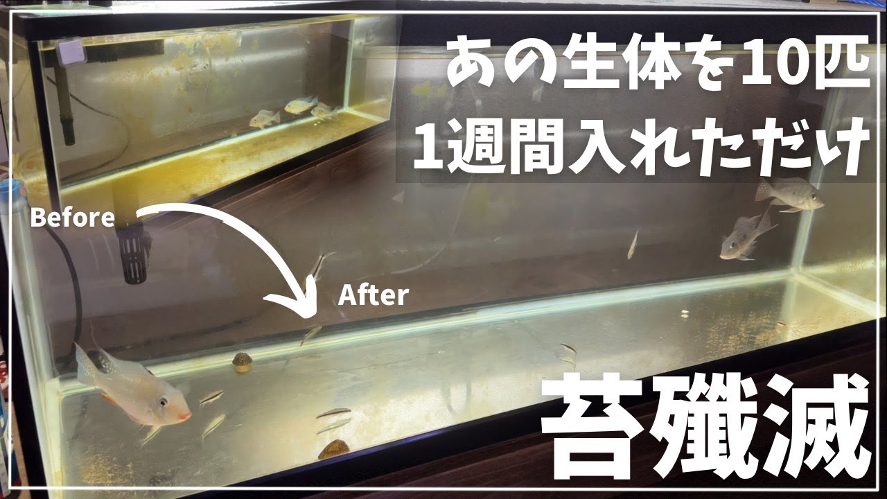 苔だらけの水槽を生き物の力だけで綺麗にしてみた。＃aquarium ＃90cm