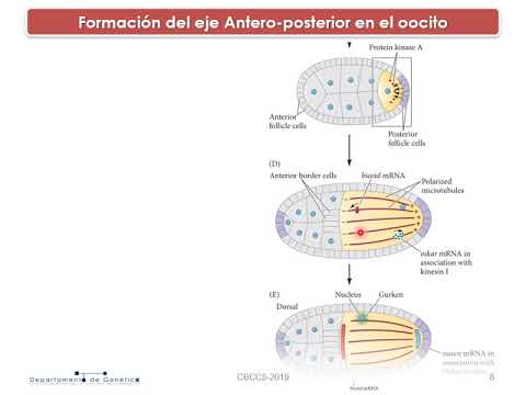 Video: ¿Qué proteína se requiere para la determinación del destino posterior en el embrión de Drosophila?
