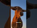 The Long horns of Texas Longhorns