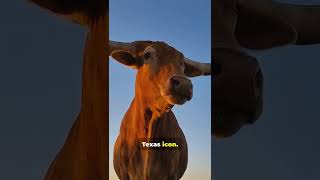 The Long horns of Texas Longhorns