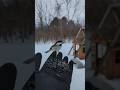 Chickadees eat seeds from my hand
