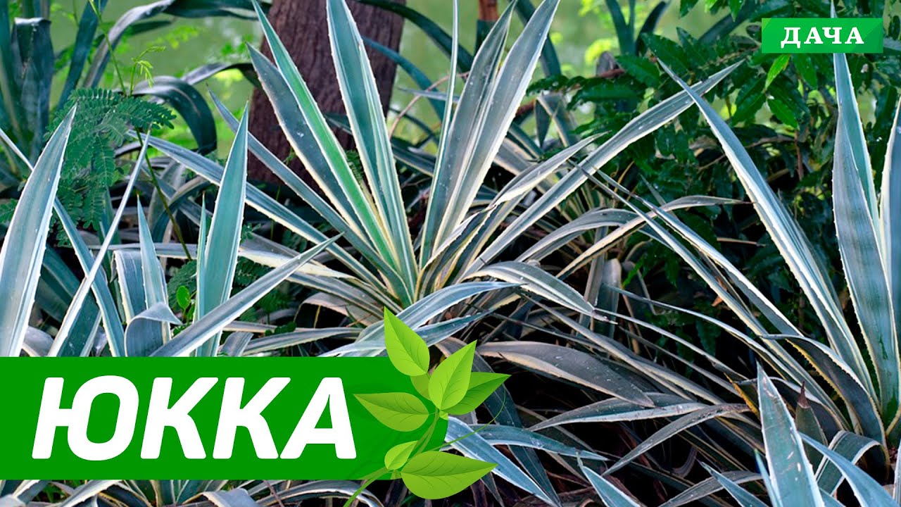 Добрый сад №10 - Юкка садовая | Экзотическое растение в саду - YouTube