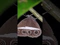 A goodnight butterfly from the Ghats #butterfly #panchavati #KTR #PBP #night #bushbrown #nature