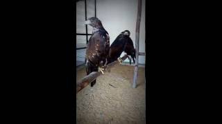 النسور الذهبية - golden eagles