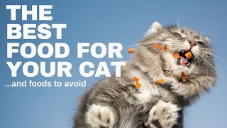 Essential Cat Nutrition: What to Feed Your Cat & Foods to Avoid by Here Kitty Kitty 56 views 1 month ago 2 minutes, 6 seconds