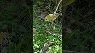 Download Lagu Senegal White Eye | Zosterops | Softbills | Birds | Bird Aviary MP3