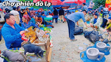 chợ phiên đồ lạ . một khu chợ bày bán toàn lợn đen địa phương và món ăn ngon !