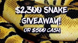 $2,300 Snake Giveaway! (or $500 CASH!)
