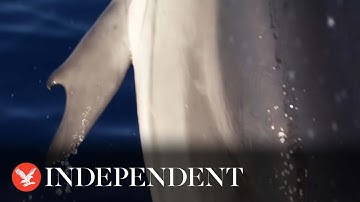 Extremely rare dolphin ‘with thumbs’ spotted off coast of Greece