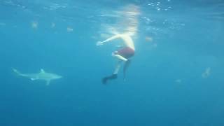 Акула атакует ! Дельфины спасают. Дайвинг.